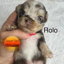 Chihuahua Puppies from Sunset Eves Chihuahuas