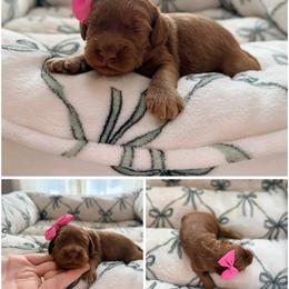 Skye - Red female Australian Labradoodle puppy in Summerfield, North Carolina from Four Oaks Labradoodles