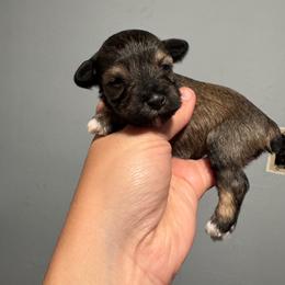 Noel - Salt and pepper female Miniature Schnauzer puppy in The Rock, Georgia from Southern Paw Schnauzers