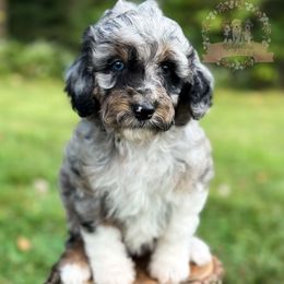 Froot Loops - Blue merle female Aussiedoodle puppy in Corydon, Indiana from Ridgeline Doodles