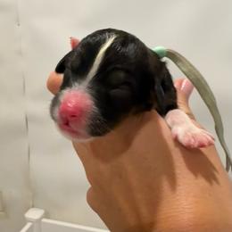 Barbie - Aqua - Sable female Bernedoodle puppy in Rockwall, Texas from Glory Doodles