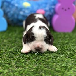 Cricket - White and liver female English Springer Spaniel puppy in Rogers, Ohio from StoneyBrook Setters