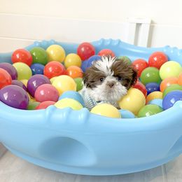 Shih Tzu Puppies from Arizona Sunrise Shih Tzus