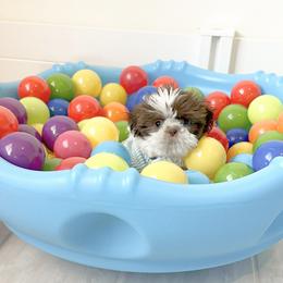 Shih Tzu Puppies from Arizona Sunrise Shih Tzus