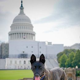 Belgian Malinois, Dutch Shepherd, and German Shepherd All Grown Up from Stay Wild K9