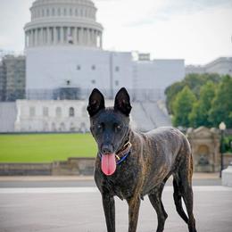 Belgian Malinois, Dutch Shepherd, and German Shepherd All Grown Up from Stay Wild K9