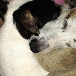 German Shepherds and Russell Terriers from EEK Ranch Puppies