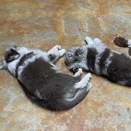 Miniature Australian Shepherd Puppies from Integrity Aussies Tx