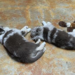 Miniature Australian Shepherd Puppies from Integrity Aussies Tx