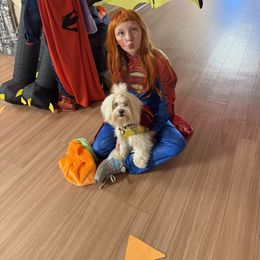 Coton de Tulear All Grown Up from Avana Cotons