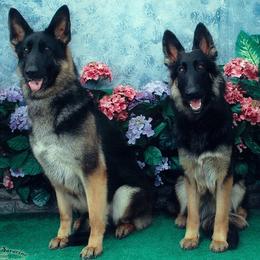 German Shepherds from Debbie Kaser's German Shepherds