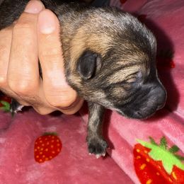 Sable Girl - Sable female German Shepherd puppy in St. Cloud, Florida from Pray Love Shepherd Kennels
