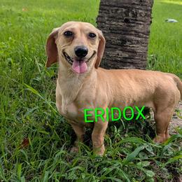 Bandicoot - Cream female Dachshund puppy in Missouri from Eridox Dachshunds