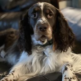 Henry - English Springer Spaniel