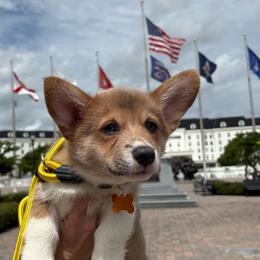 Yellow Male - Sable male Pembroke Welsh Corgi puppy in Ocala, Florida from Newlands Insane Danes and Corgis