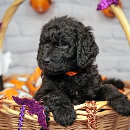 Assorted Doodle Crosses Puppies from Newfiedoodles of WNY