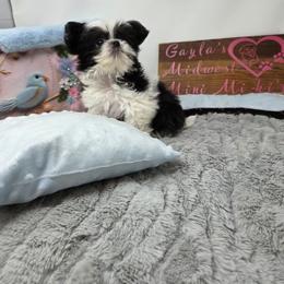 Midwest Mini Fifi - White female Mi-Ki puppy in Clearwater, Kansas from Midwest Mini Mi-kis