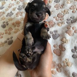 Boy 1 - Black male Dachshund puppy in Merced, California from JBDKennel