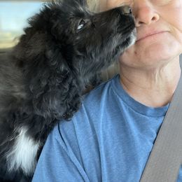 Aussiedoodle, Poodle, and Saint Berdoodle Puppies from Remington Kennels, LLC