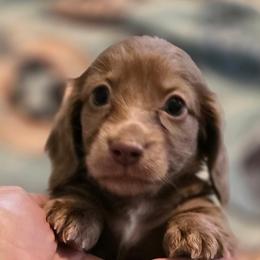 Pippin Darnell (Pip) - Chocolate male Dachshund puppy in Irving, Texas from DFW Dachshunds by G & S