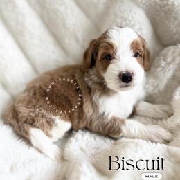 Biscuit - Red male Bernedoodle puppy in Temecula, California from Brookside Bernedoodles