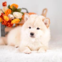 Misaki - Wooly Cream Boy - Cream male Shiba Inu puppy in Neosho, Missouri from Sunny Terrace Shibas