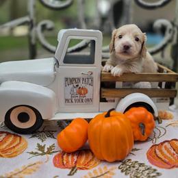 Bruiser - Piebald male Dachshund puppy in Lady Lake, Florida from K Rae's Dachshunds