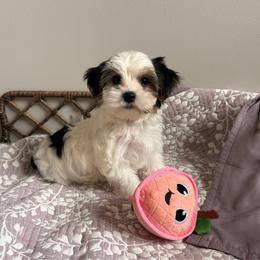Beautiful Parti Coloration Princess - Parti female Yorkshire Terrier puppy in Benson, Arizona from Happy Tails Yorkies
