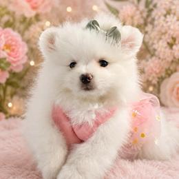 Fluttershy - White female Pomeranian puppy in Rhode Island from Heartfelt Kennels