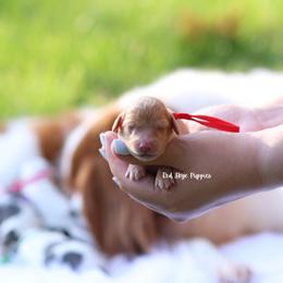 Regina (Red Collar Female) - Apricot female Cavapoo puppy in Republic, Missouri from Red Skye Puppies