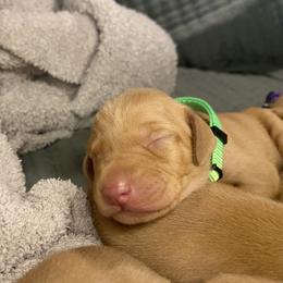 Boy 3 - Golden rust male Vizsla puppy in Riverview, Indiana from Kismet Vizslas