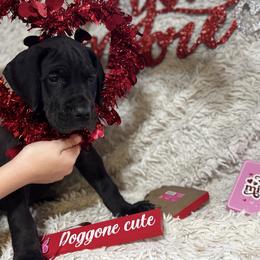 Phryne - Black and white female Great Dane puppy in Wimberley, Texas from Heart of Texas Great Danes