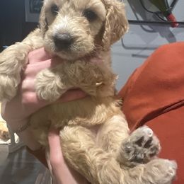 Girl 5 - female Goldendoodle puppy in Pueblo West, Colorado from German Family Goldendoodles