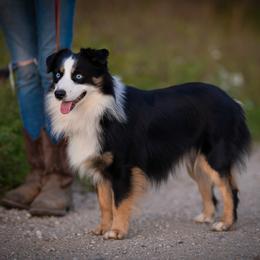 Miniature American Shepherd and Miniature Australian Shepherd All Grown Up from Impression Dogs