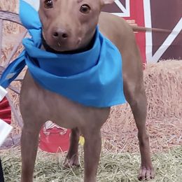 American Hairless Terriers from Dark Knight Kennel