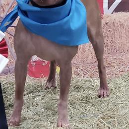 American Hairless Terriers from Dark Knight Kennel