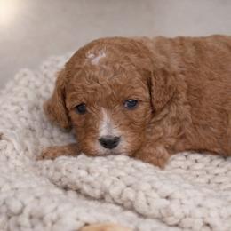 Daisy - Red female Cavapoo puppy in Theodore, Alabama from Horton & Co. Cavapoos