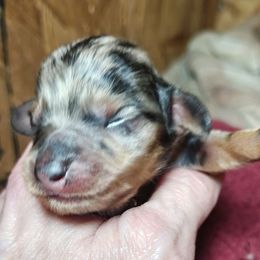Dapple Girl 1 - Dapple female Dachshund puppy in Macon, Missouri from Angelic Doxies