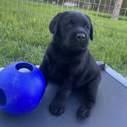 Labrador Retriever puppies from Winterwynd Labradors