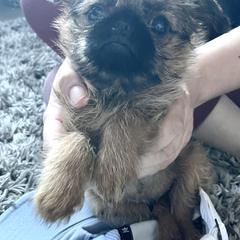 Brussels Griffon All Grown Up from Gold Country Griffs