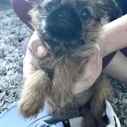 Brussels Griffon All Grown Up from Gold Country Griffs