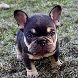 Boy 2 - Brindle male French Bulldog puppy in Ada, Oklahoma from Watkins French Bulldogs
