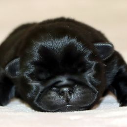Cooper - Black male Pug puppy in Winnsboro, Texas from Southern pugs