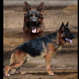 Iko - German Shepherd