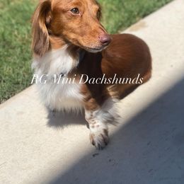 Milo - Dachshund