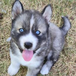 Droggo - Black tan and white male Siberian Husky puppy in Auburn, Washington from Black Diamond Siberian Huskies