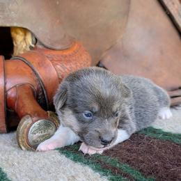 Minnie May Barry - Gray and white female American Corgi puppy in Paden, Oklahoma from Sunray Ranch