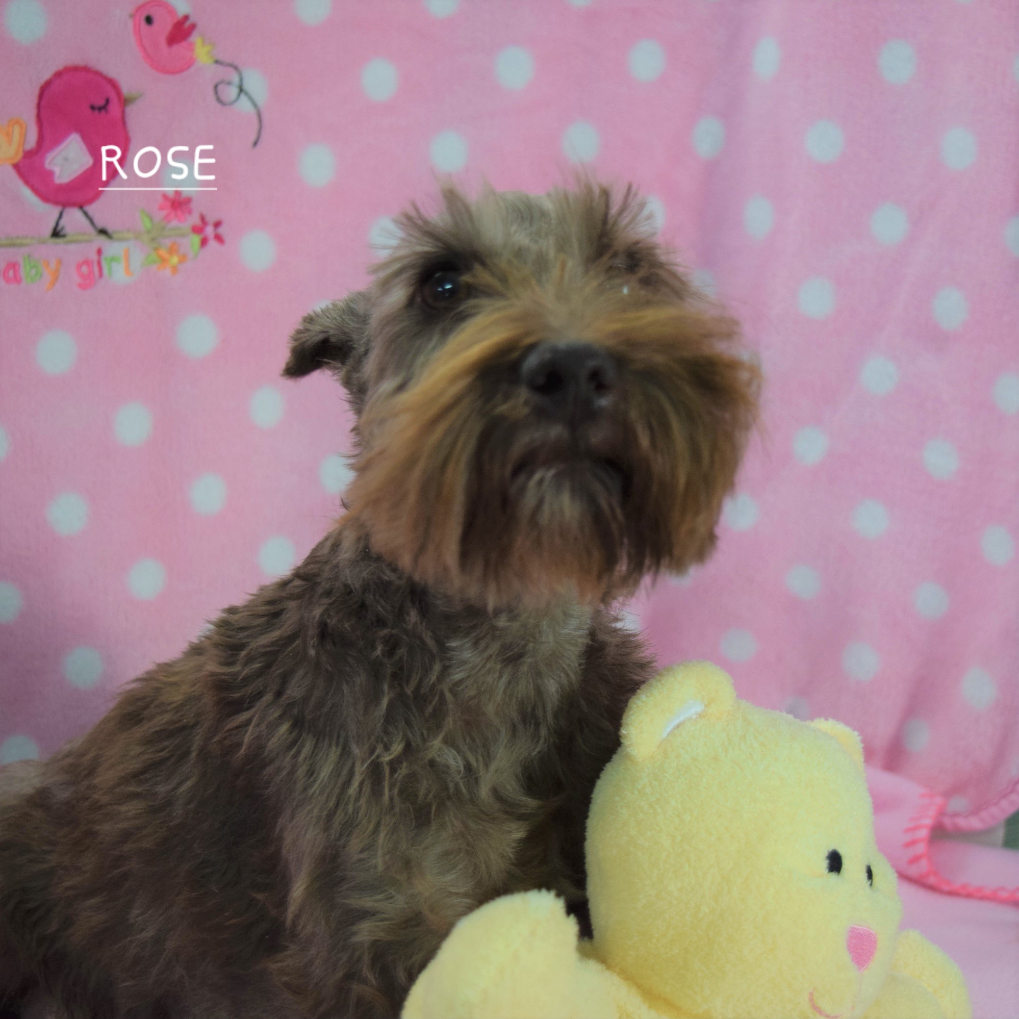 Rose - Miniature Schnauzer