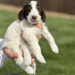 Jack - Brown and white male Bernedoodle puppy in Yuba City, California from Ranch House Doodles