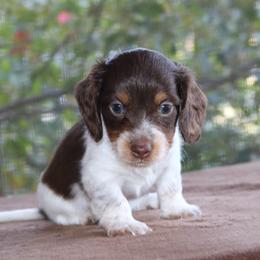 Puppy A Purebred DNA Tested Parents Family Raised - Piebald male Dachshund puppy in Haines City, Florida from Divine Poodle Paradise Standard Poodles & Divine Dachshunds